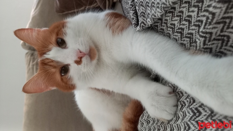 Tekir Kedi, Kedi  Balkaymak fotoğrafı