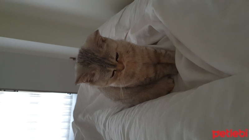 British Shorthair, Kedi  Mia fotoğrafı