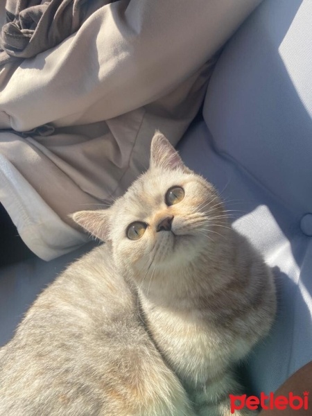 British Shorthair, Kedi  Mia fotoğrafı