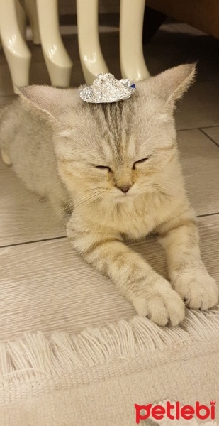 British Shorthair, Kedi  Mia fotoğrafı