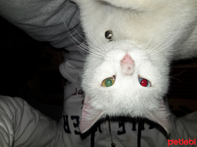 Van Kedisi, Kedi  Kartopu  fotoğrafı