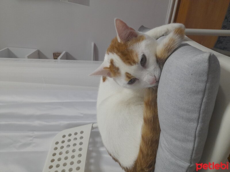 Tekir Kedi, Kedi  Lokum fotoğrafı