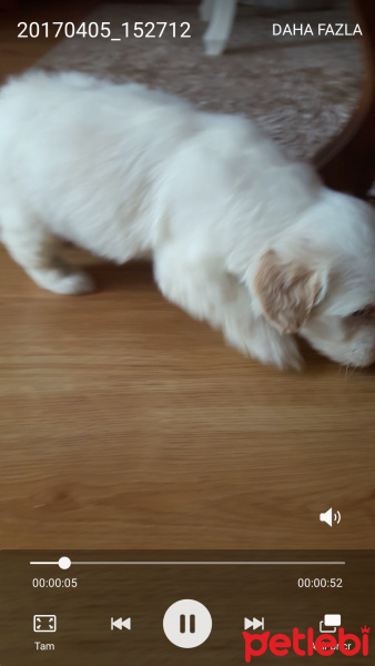 Maltese, Köpek  Pati fotoğrafı