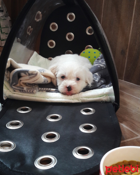 Maltese, Köpek  Pati fotoğrafı
