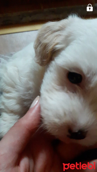 Maltese, Köpek  Pati fotoğrafı