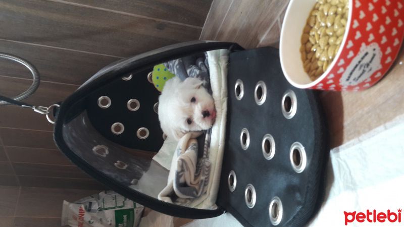 Maltese, Köpek  Pati fotoğrafı