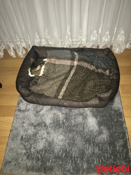 Tekir Kedi, Kedi  ŞANSLI fotoğrafı