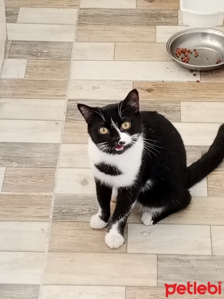 Tekir Kedi, Kedi  Karam fotoğrafı