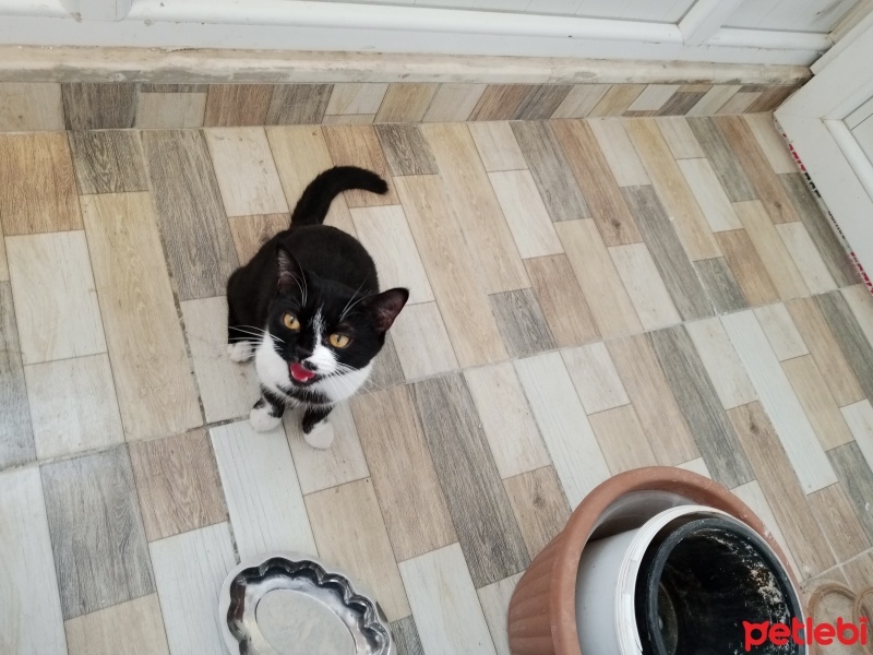 Tekir Kedi, Kedi  Karam fotoğrafı