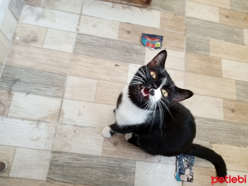 Tekir Kedi, Kedi  Karam fotoğrafı