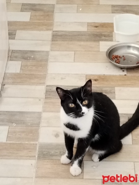 Tekir Kedi, Kedi  Karam fotoğrafı