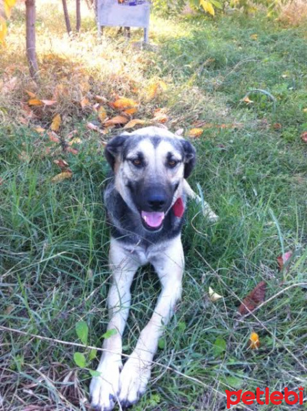Alman Çoban Köpeği, Köpek  Arap fotoğrafı