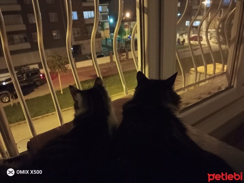 Ankara Kedisi, Kedi  mahra fotoğrafı