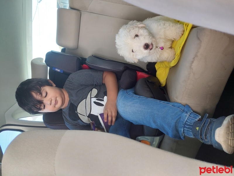 Maltese, Köpek  Lucky fotoğrafı