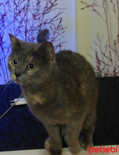 British Shorthair, Kedi  Michelle fotoğrafı