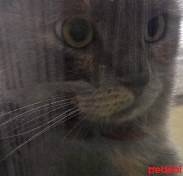 British Shorthair, Kedi  Michelle fotoğrafı