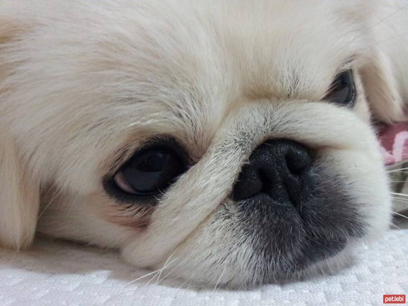 Pekingese, Köpek  KIZIM fotoğrafı