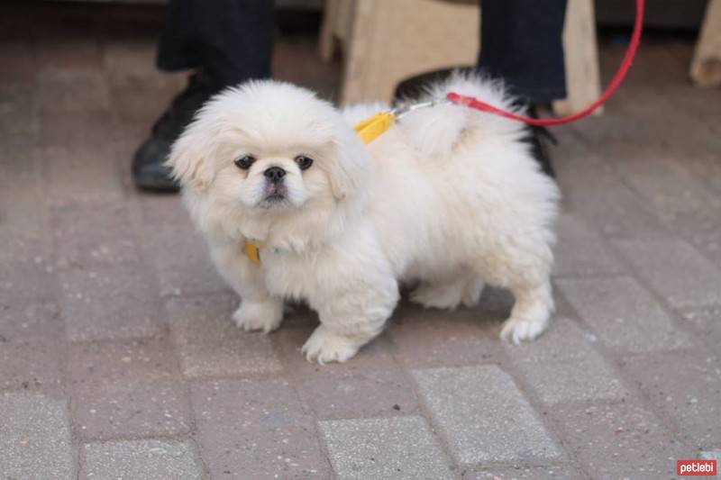 Pekingese, Köpek  KIZIM fotoğrafı