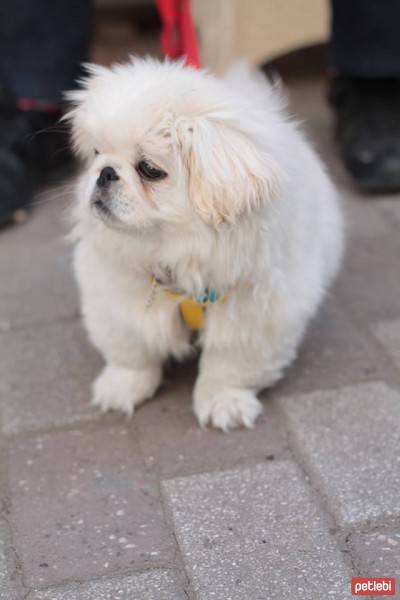 Pekingese, Köpek  KIZIM fotoğrafı