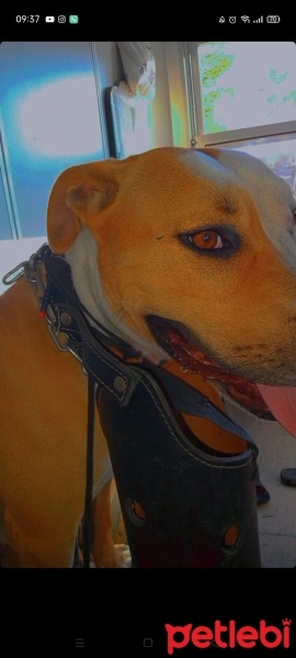 Staffordshire Bull Terrier, Köpek  Zeus fotoğrafı