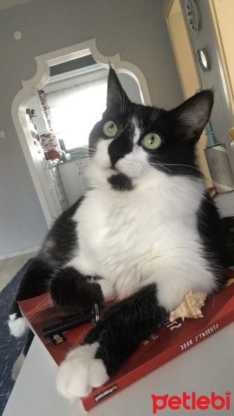 Sarman, Kedi  Şeker fotoğrafı