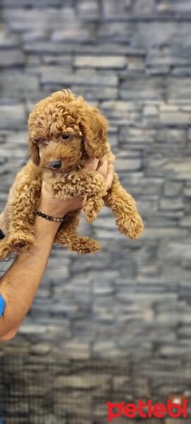 Poodle (Minyatür Kaniş), Köpek  Tokyo fotoğrafı