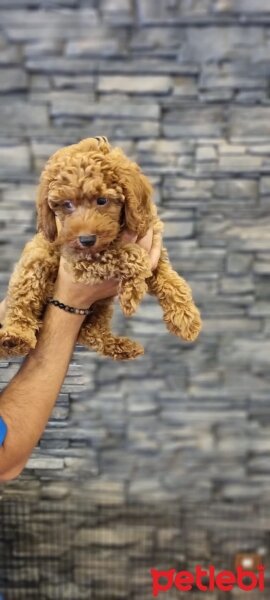 Poodle (Minyatür Kaniş), Köpek  Tokyo fotoğrafı