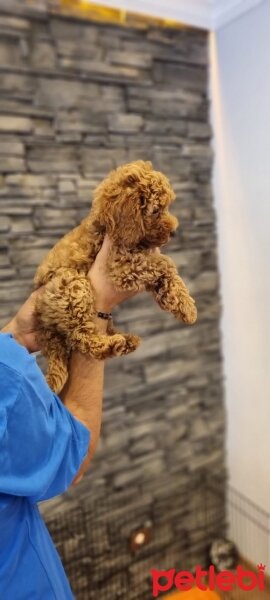 Poodle (Minyatür Kaniş), Köpek  Tokyo fotoğrafı