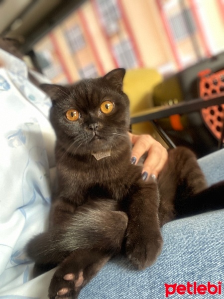 Scottish Fold, Kedi  Gofret fotoğrafı