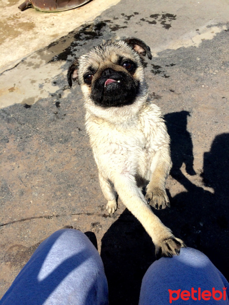 Pug, Köpek  Şiva  fotoğrafı