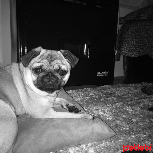 Pug, Köpek  Şiva  fotoğrafı