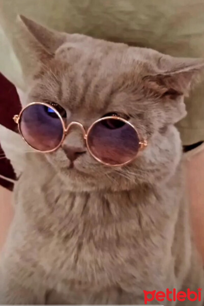 British Shorthair, Kedi  Dobby fotoğrafı