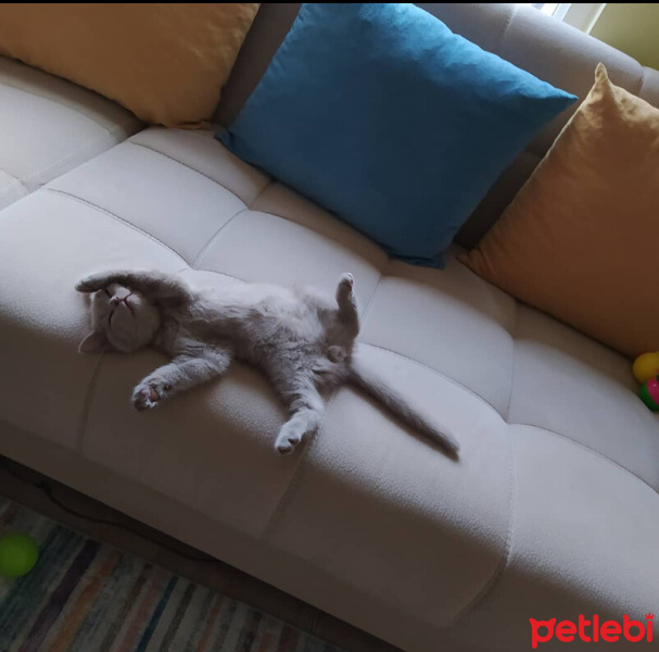 British Shorthair, Kedi  Dobby fotoğrafı