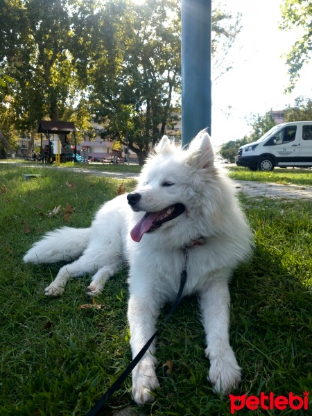 Samoyed, Köpek  Lewis hamilton fotoğrafı