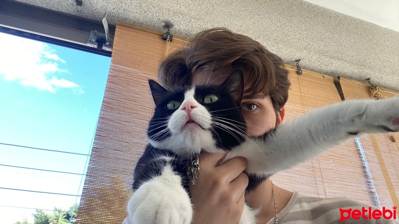 Tekir Kedi, Kedi  Beatrice varol fotoğrafı