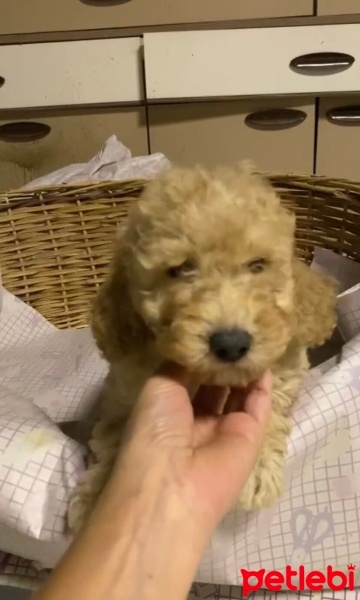 Poodle (Minyatür Kaniş), Köpek  Niki lauda fotoğrafı