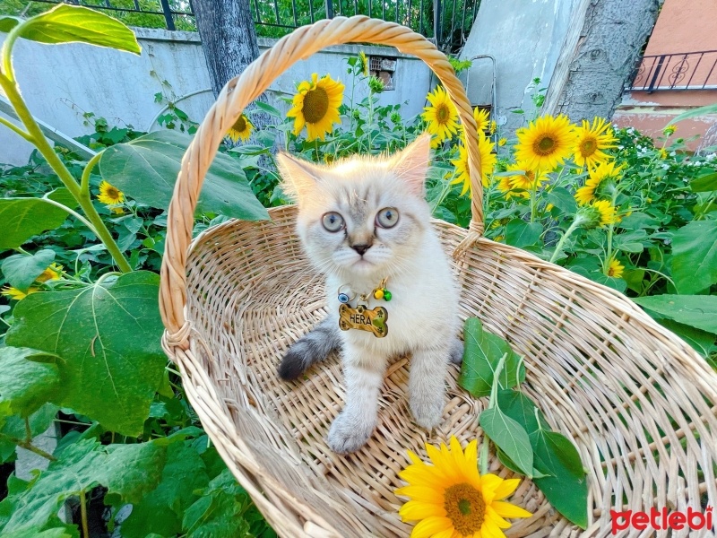 British Longhair, Kedi  Hera fotoğrafı