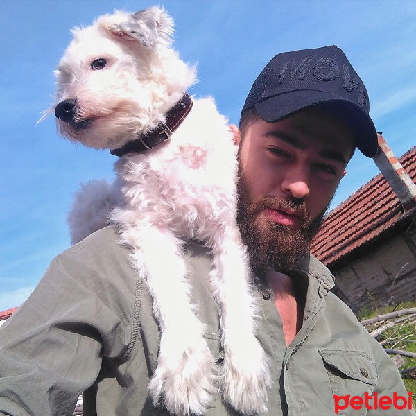 Maltese, Köpek  Pamuk fotoğrafı