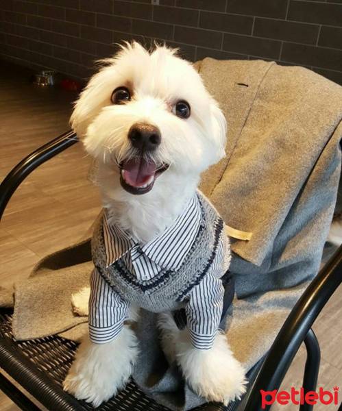 Maltese, Köpek  Pamuk fotoğrafı