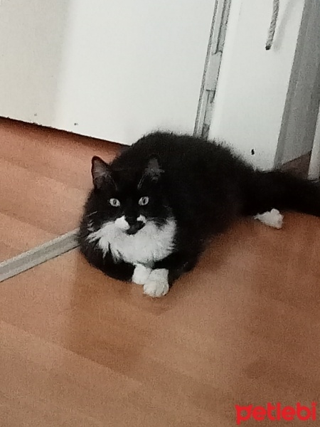Tuxedo (Smokin) Kedi, Kedi  Patik fotoğrafı