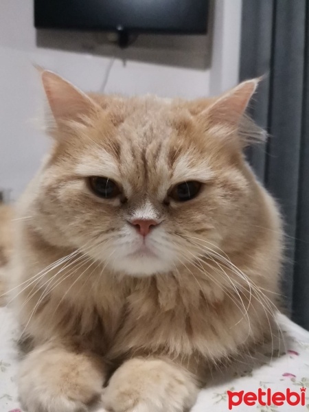 İran Kedisi (Persian), Kedi  Sütlaç fotoğrafı