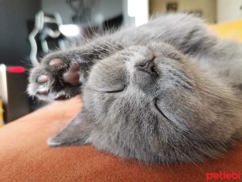British Shorthair, Kedi  Karam fotoğrafı