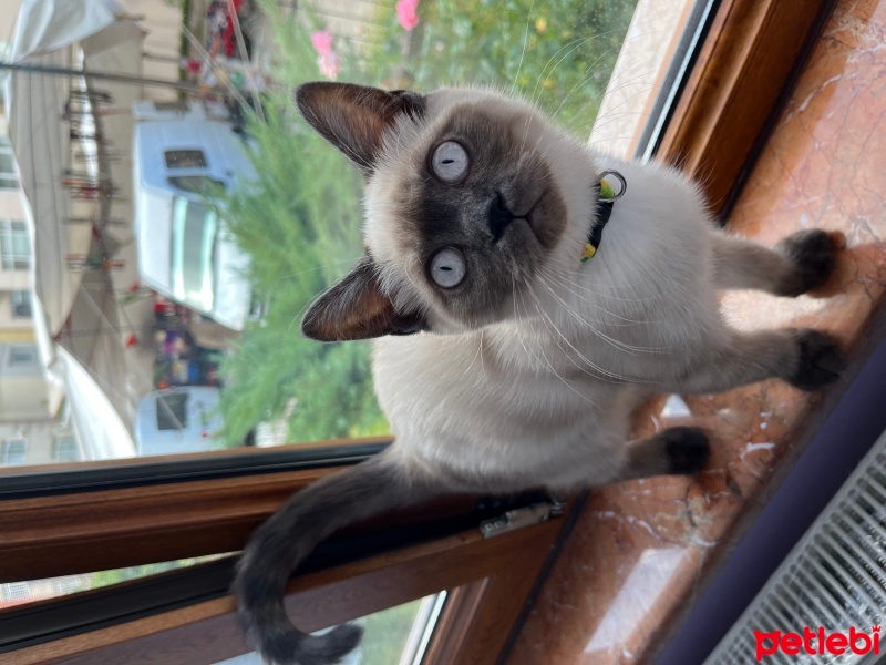 British Shorthair, Kedi  Zeus fotoğrafı