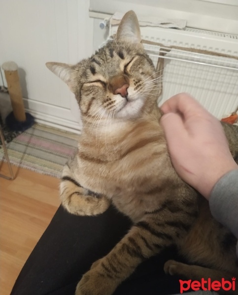 Tekir Kedi, Kedi  Rıfkı fotoğrafı
