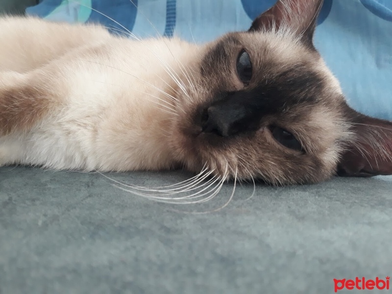 Siyam Kedisi, Kedi  ÇEÇİL fotoğrafı