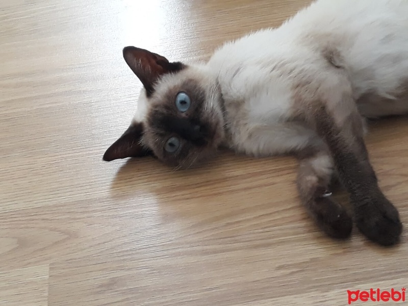 Siyam Kedisi, Kedi  LUNA fotoğrafı