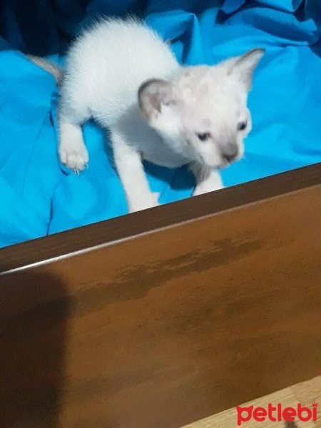 Siyam Kedisi, Kedi  ICE fotoğrafı