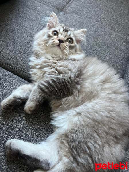 Norwegian Forest, Kedi  Zilli fotoğrafı
