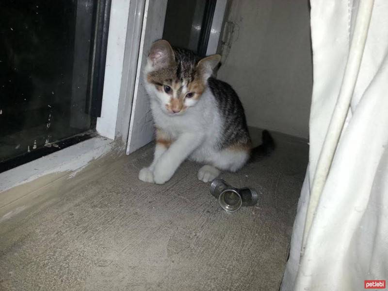 American Wirehair, Kedi  Kınalı fotoğrafı