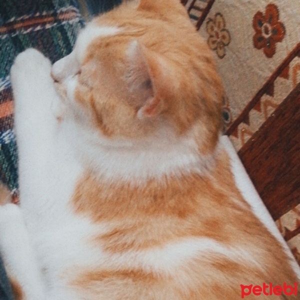 Sarman, Kedi  Boncuk fotoğrafı